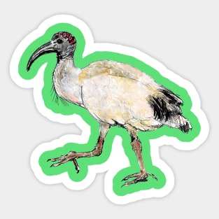 Sacred Ibis Sticker